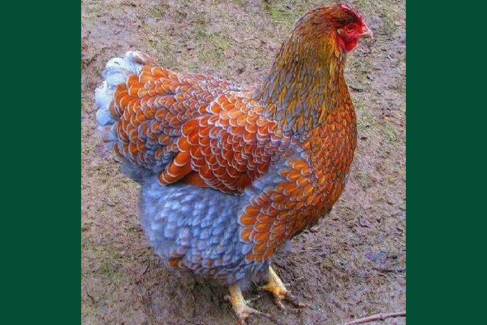 Виандот белое золото