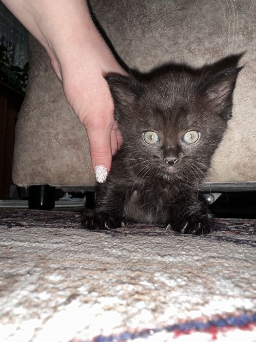 Шотландский котенок