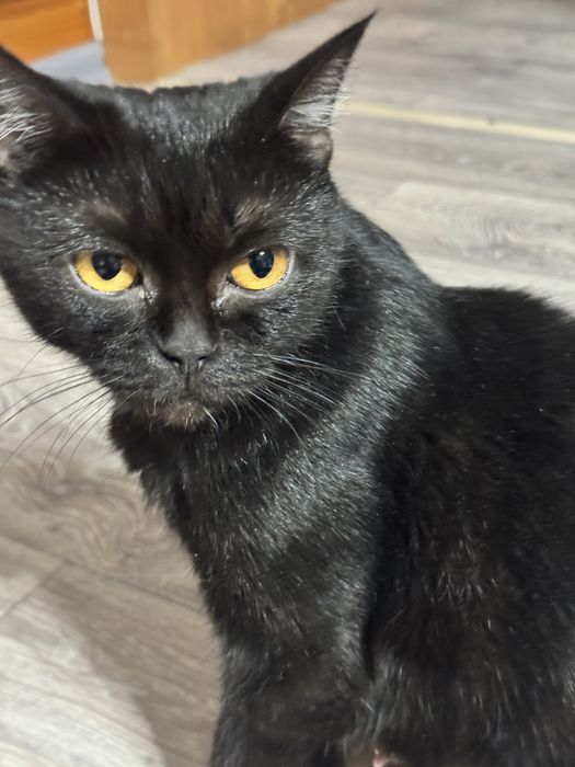 Отдам котенка в добрые руки