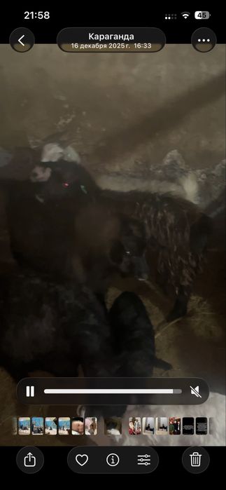 Ешкилер сатам лактар