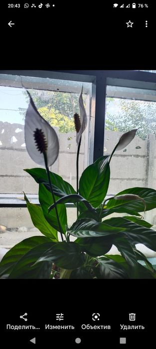 Декоративные,комнатные цветы