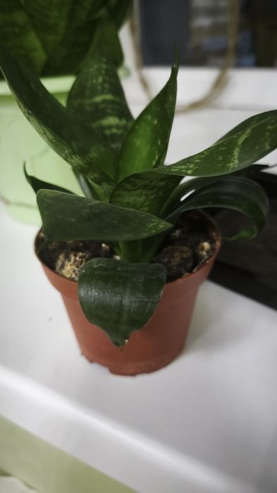 Цветы домашние продам