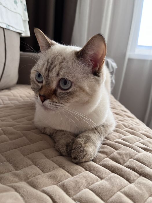 Продам кошку скоттиш-страйт