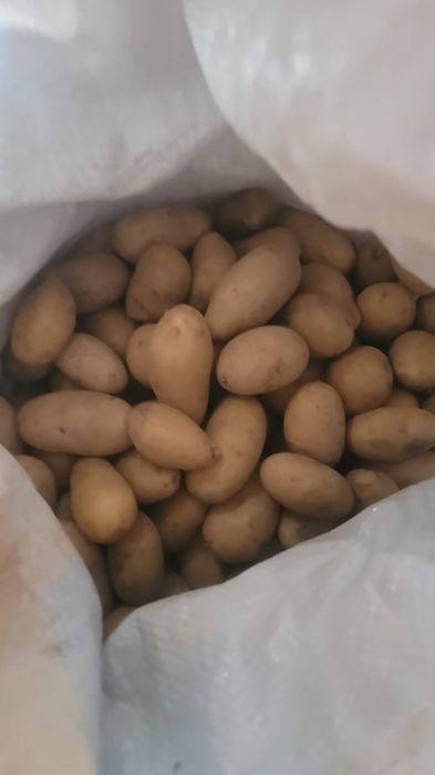 Сименая картошка