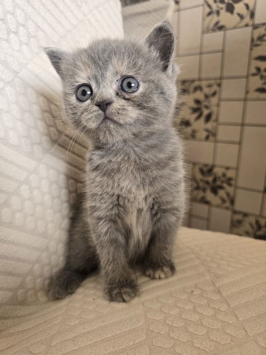 Продаются котята скотиш фолд и скотиш страйт