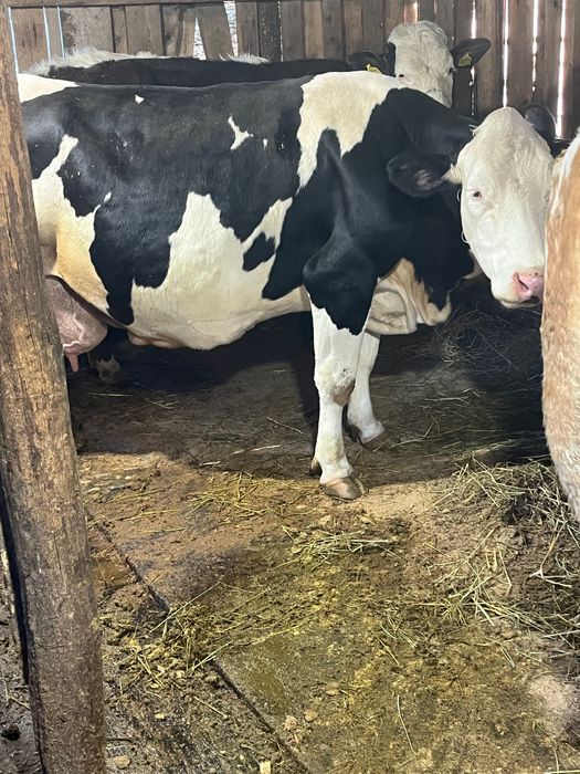 Vand vaca baltata romaneasca