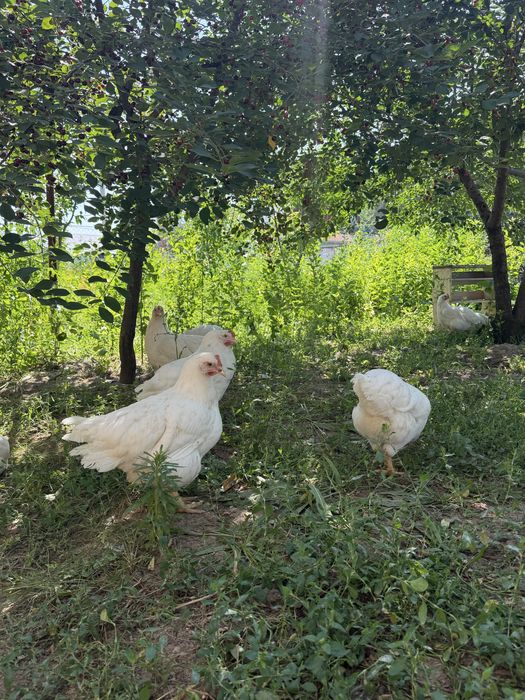 Продам куры несушки