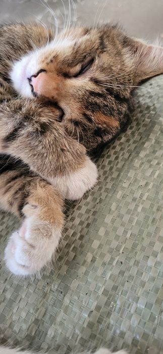 Котёнок 2,5 мес. Девочка трехцветка