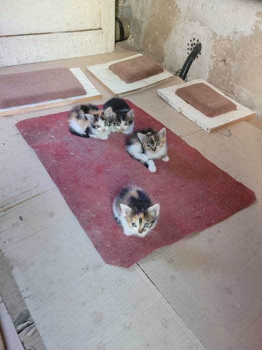 DONEZ 4 pisicute de 4 -5 saptamani  foarte frumoase si sanatoase