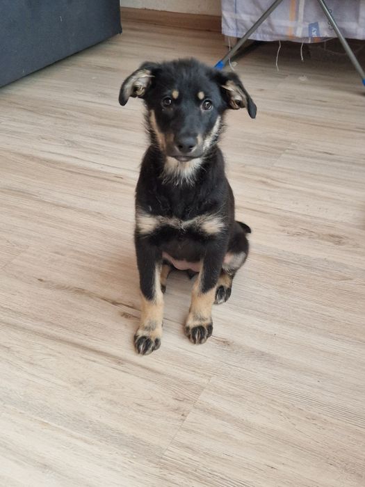 отдам щенят в хорошие руки