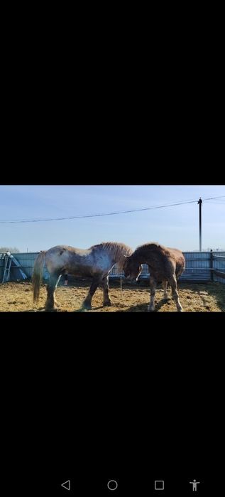 Продам кобылку советскую