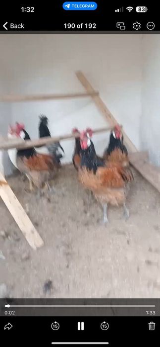 Гозалкент Думолок мфй да Зотли товуклар сотилади  25 дона