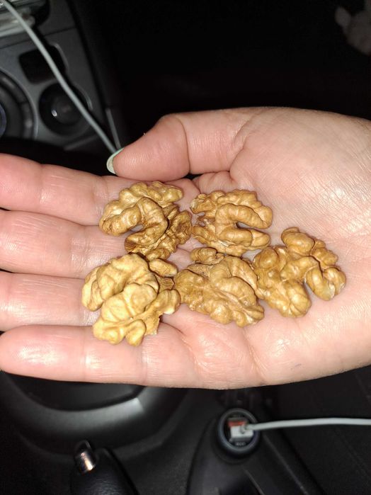 Орехи орехова ядка ядки