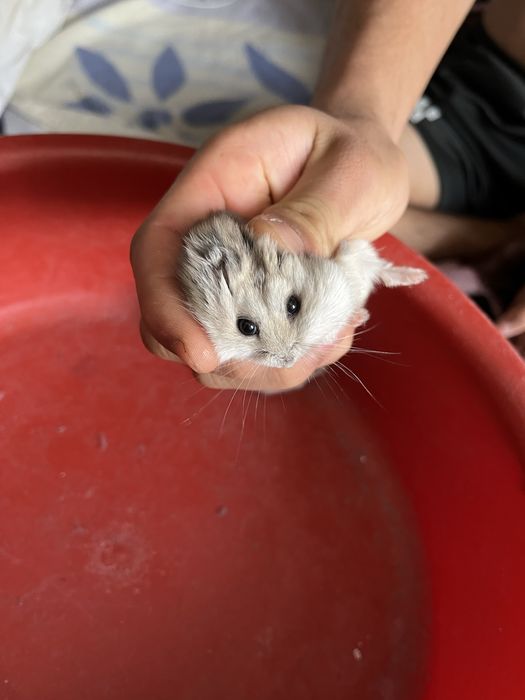 Хомяк 2 колга уйренген