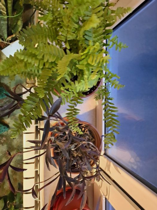 Продам комнатные цветы