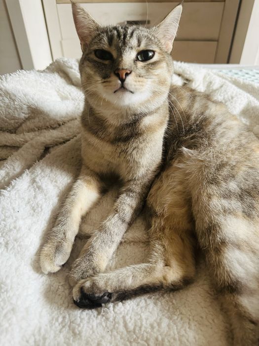 Отдается в хорошие руки кошка!