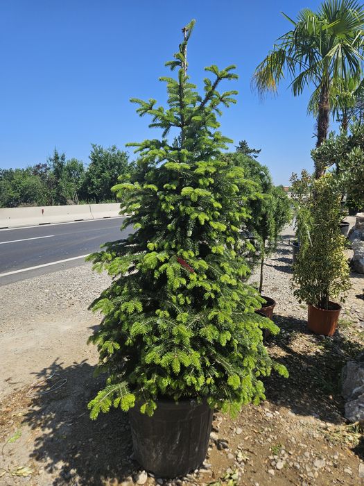 Ienupar  cedru plangator