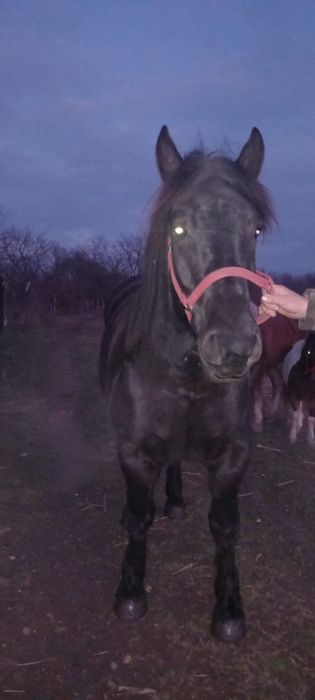 vând mânză cuminte