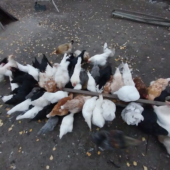 Продам молодых домашних кур.