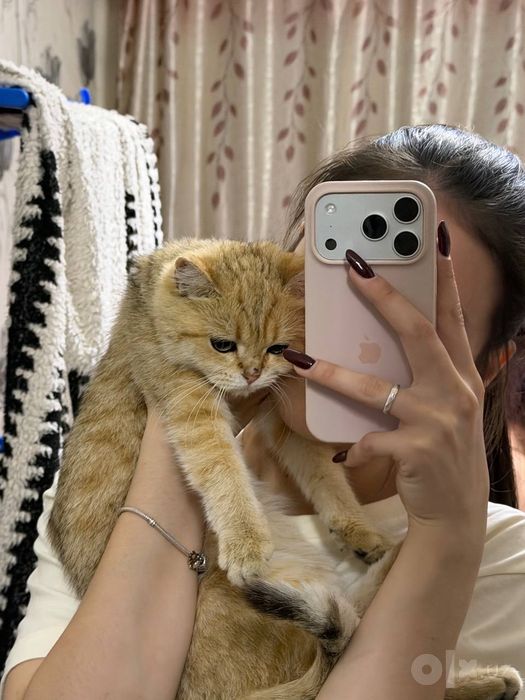 Продам в добрые руки кошку породы шиншилла
