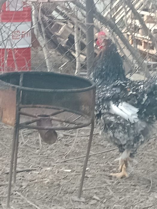 Кохинхин куры петухы