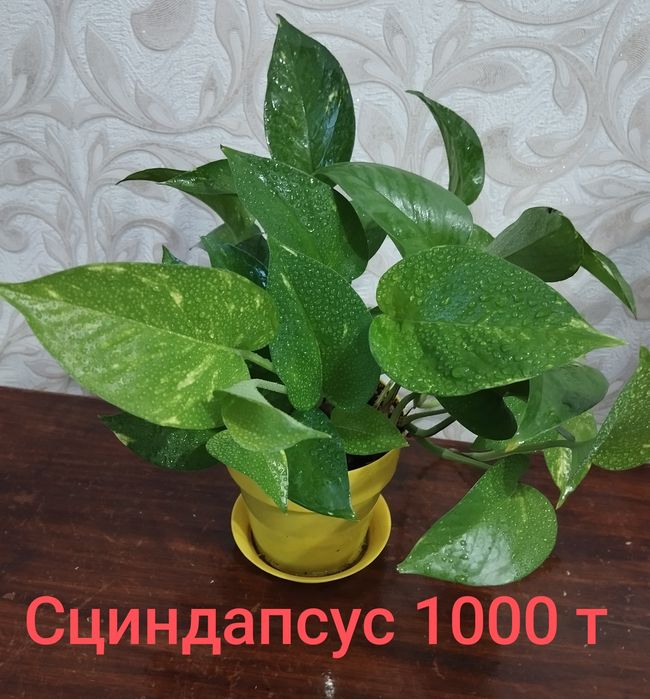 Сциндапсус продам