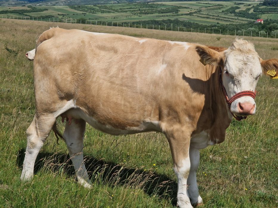 Juninca de vanzare