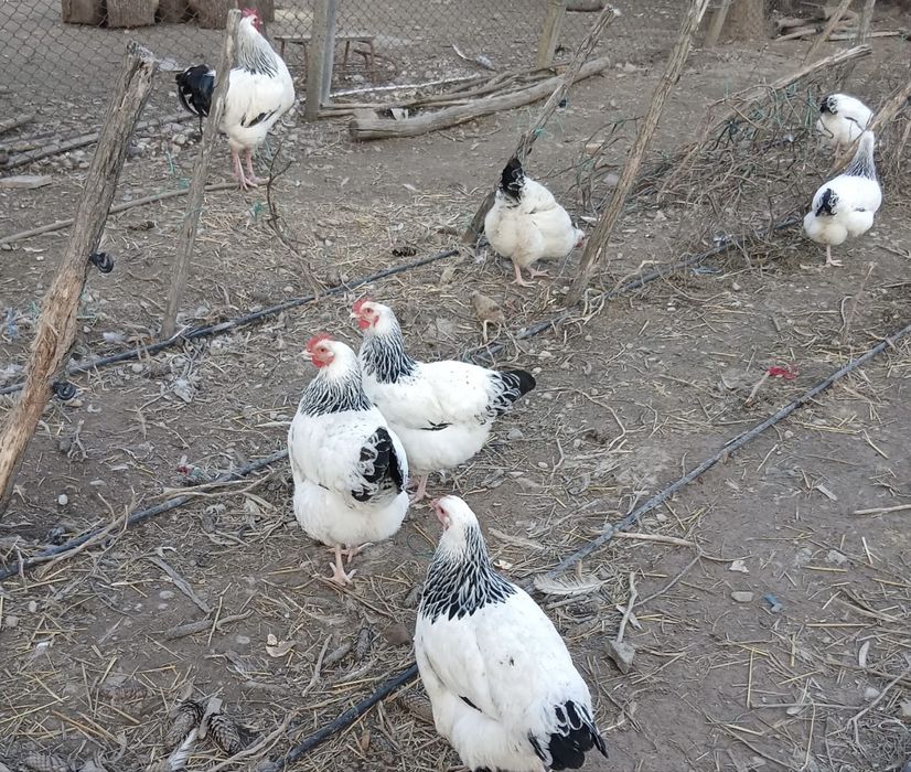 Oua gaini Brahma Negru/Sussex