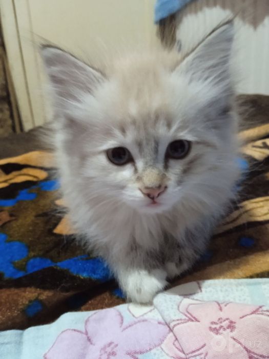 Продам породистую кошку