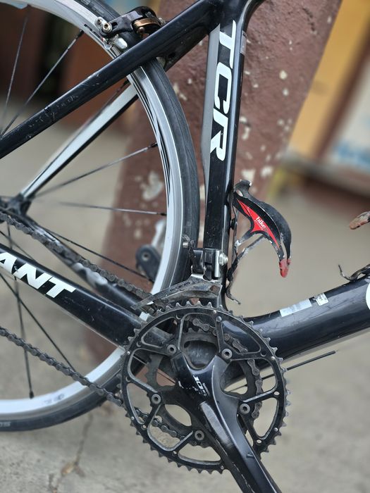 Cursiera Giant Carbon