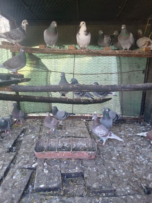 Vand porumbei sau schimb