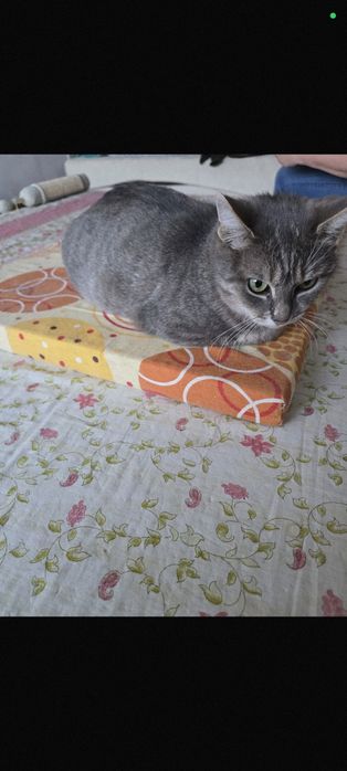 Pisicuta superba de adoptat, pisica gri, fetita frumoasa de adoptat