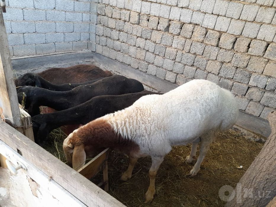 Ona bola qoʻy va qoʻchqor sotiladi