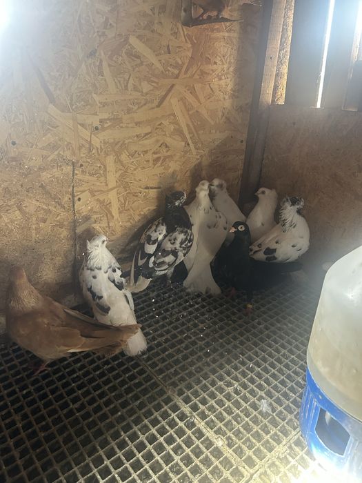 Jucatori de amara si pana simpla