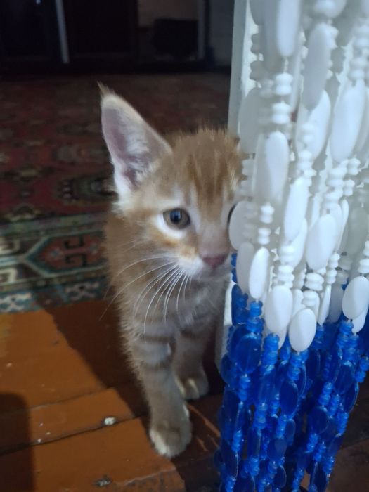 Pishikla tekinga Urganch shahar