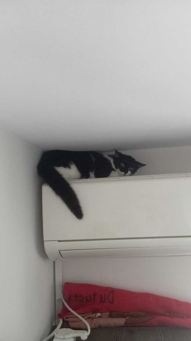 Травмирана котка остава на улицата