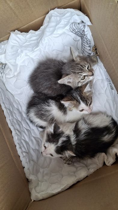 Отдам котят $$$$