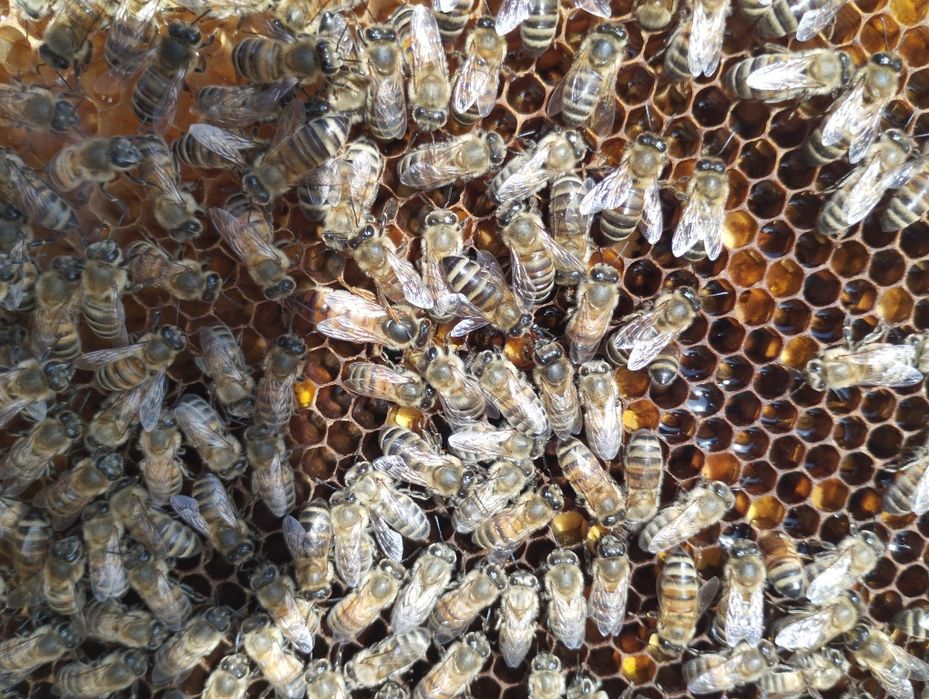 Asal ari oilasi sotiladi