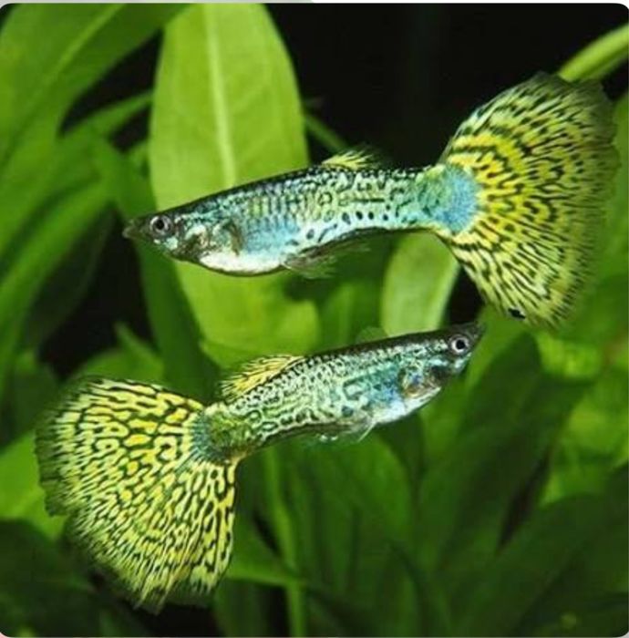 Продам золотые рыбки молодые.