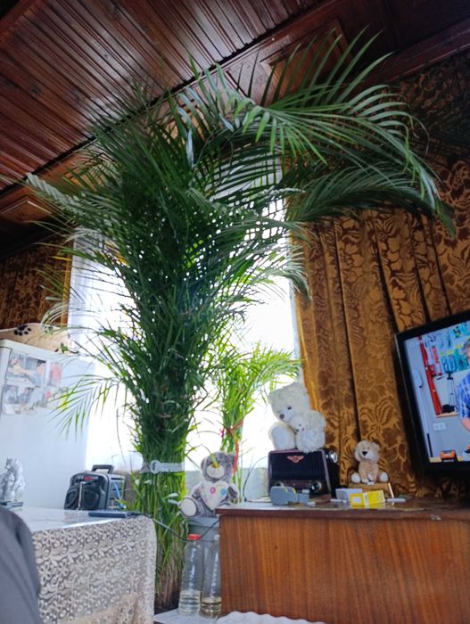 Палма Арека уникална