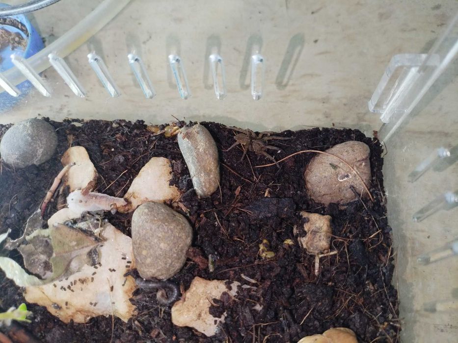 Паук волк (Lycosidae)