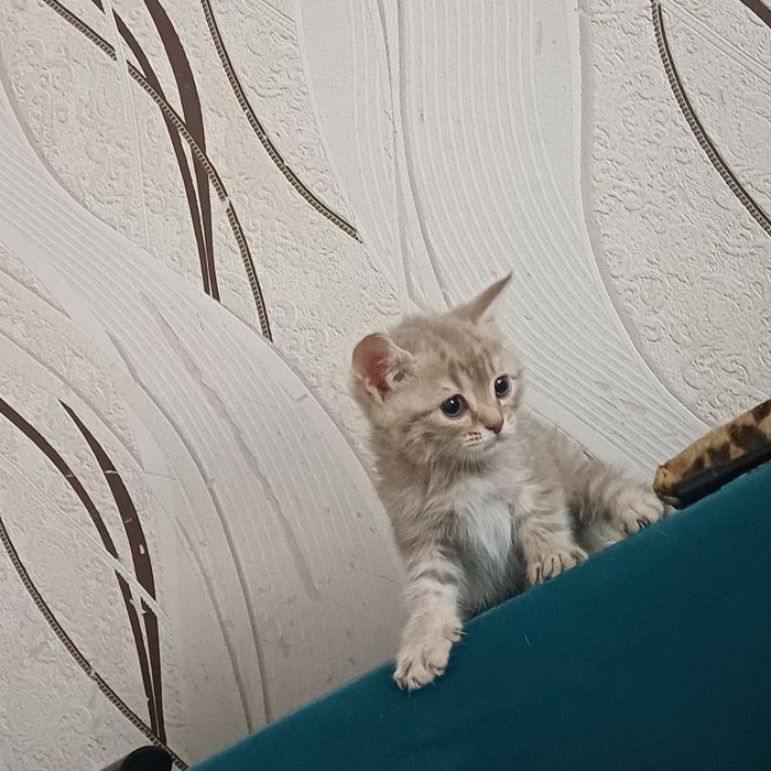 шотландские котята