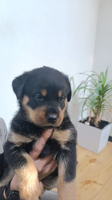 Щенки ротвейлера