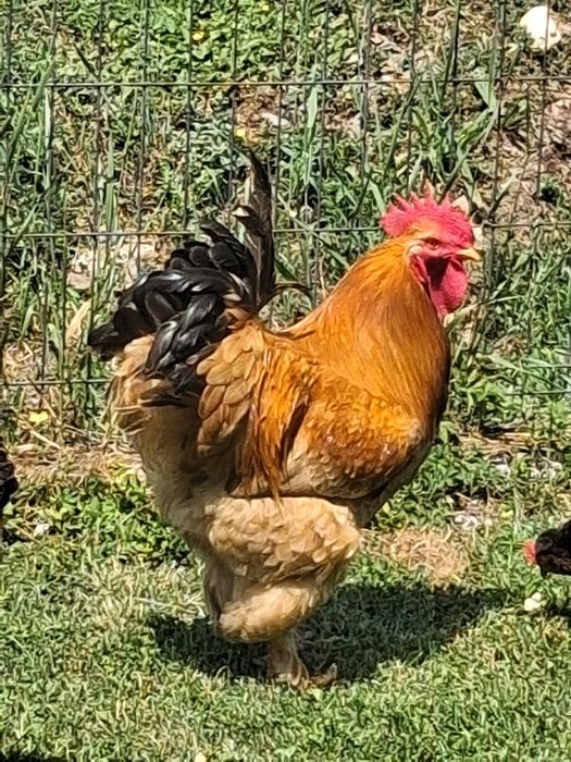 Vând cocoș de rasa