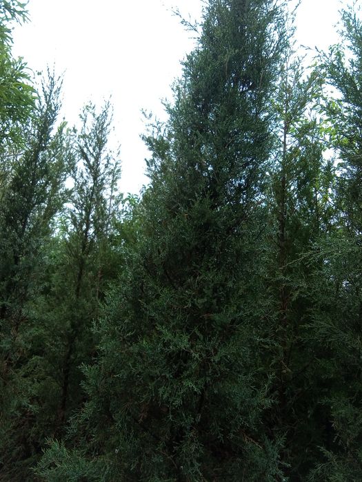 Joyidan kovlab beriladi