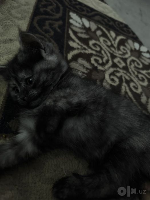 Котенки по 1 месяцу