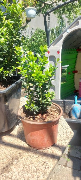 Buxus la ghiveci - producător plante ornamentale și Arbuști fructiferi