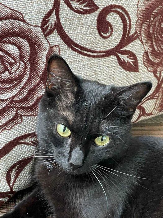 Найдет чёрный молодой кот