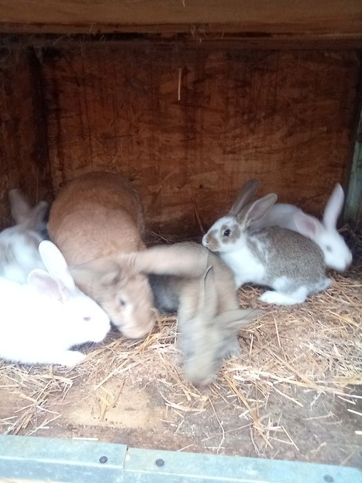 Vând Iepure (Doar Puii)