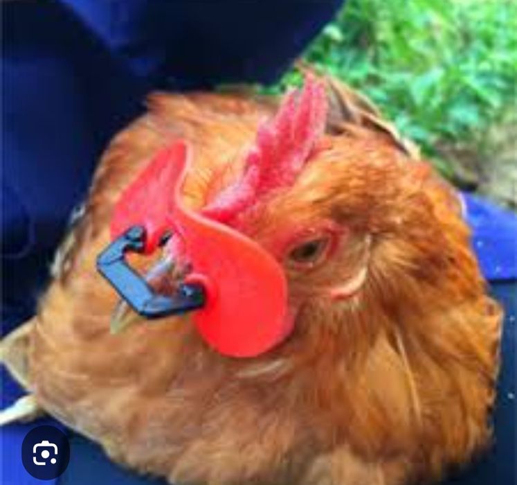 Для кур и петухов от расклева